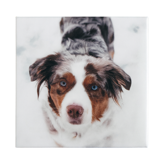 Custom Photo Magnets (2x2 or 2x3)